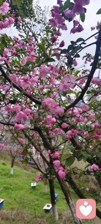 一枝粉色海棠，半倚春风，不负花期，不负此间春色配图