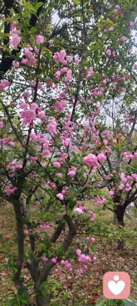 一枝粉色海棠，半倚春风，不负花期，不负此间春色配图