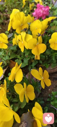 人生正如清晨的露珠，去日苦多，晶莹璀璨都只在瞬间绽放，微风拂过，生命就会陨落，阳光轻吻，生命便会干涸。生死常常就在一线之间，这一线，捆绑住了无数人的心，让他们无法摆脱对死亡的恐惧，对生存的留恋，珍惜眼前人，学会惜福，我们此生不会荒度……配图