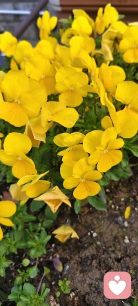 人生正如清晨的露珠，去日苦多，晶莹璀璨都只在瞬间绽放，微风拂过，生命就会陨落，阳光轻吻，生命便会干涸。生死常常就在一线之间，这一线，捆绑住了无数人的心，让他们无法摆脱对死亡的恐惧，对生存的留恋，珍惜眼前人，学会惜福，我们此生不会荒度……配图