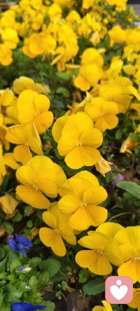 人生正如清晨的露珠，去日苦多，晶莹璀璨都只在瞬间绽放，微风拂过，生命就会陨落，阳光轻吻，生命便会干涸。生死常常就在一线之间，这一线，捆绑住了无数人的心，让他们无法摆脱对死亡的恐惧，对生存的留恋，珍惜眼前人，学会惜福，我们此生不会荒度……配图