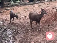 去动物园，看看保护动物的生命活。配图