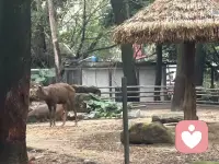 去动物园，看看保护动物的生命活。配图