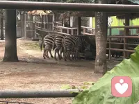 去动物园，看看保护动物的生命活。配图