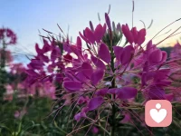 努力绽放，迎着阳光♡