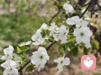 你有没有过这样的时候？
心里像压了一块石头，连呼吸都觉得累。
其实你看这梨花，开得那么安静，那么温柔。
它告诉我们：
所有的情绪，都有安放的角落；所有的疲惫，都有治愈的时刻。
不必逼自己立刻好起来，不必强迫自己事事坚强。
给自己一点时间，像花儿等待春风一样，等风来，等花开，等自己慢慢好起来。
你看，春天都来了，所有的难过，都会被温柔化解。
愿你，在梨花盛开的日子里，与自己和解，与生活相拥。