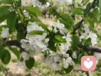 你有没有过这样的时候？
心里像压了一块石头，连呼吸都觉得累。
其实你看这梨花，开得那么安静，那么温柔。
它告诉我们：
所有的情绪，都有安放的角落；所有的疲惫，都有治愈的时刻。
不必逼自己立刻好起来，不必强迫自己事事坚强。
给自己一点时间，像花儿等待春风一样，等风来，等花开，等自己慢慢好起来。
你看，春天都来了，所有的难过，都会被温柔化解。
愿你，在梨花盛开的日子里，与自己和解，与生活相拥。