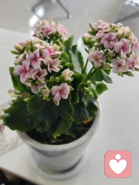 你好，感谢信任。
本人提供专业情绪疏导、心理陪伴、亲子情绪疏导服务，所有服务均通过平台正规付费下单，按对应时长提供服务，全程用心陪伴。
 
⚠️ 服务边界说明：
 
1. 不承接任何未付费的闲聊、无意义唠嗑
​
2. 拒绝一切两性私密、低俗擦边、色情暗示等违规内容，违规将直接上报平台
​
3. 仅专注正规心理倾听与情绪疏导范畴，非服务内容一律不承接
 
期待合规相伴，陪你走出情绪内耗，理清生活心事✨