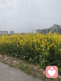 心有所向必有所果，人不要想太多你想要什么样果就种什么因，这叫因果循环也称之为道。