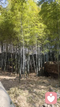 心想事成不是一种玄学运气，而是精准的因果闭环。它要求你拥有清晰的目标蓝图，并匹配极强的执行力。

当你的潜意识高度聚焦，现实中的资源便会随之共振。与其盲目祈祷，不如先把自己变成那个足以承载愿望的容器。内心的笃定加上脚下的行动，那些你真正渴望的事物，其实早已在来的路上。配图