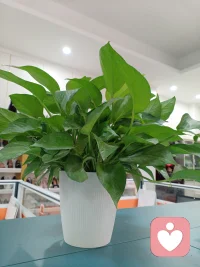 种一颗树最好的时间是十年前，其次是现在！新的一周加油！配图