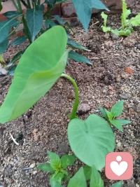 粗糙的开始就是最好的开始，别老想着准备完美了再动手，勇敢的迈出第一步！配图