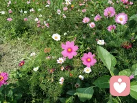 如果你想哭就哭一会儿吧！我陪着你！记得明天早上，太阳升起来的时候，我们昂起头面对生活！配图