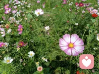 你不必讨好所有人，你只需要忠于自己你！配图