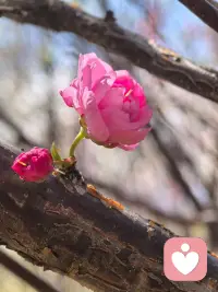 心累的时候，想找个人说说话，但是打开手机，却不知道应该找谁。不熟的人，不好意思聊天，熟悉的人，又不忍他们担心。于是只好放下手机，独自失眠。配图