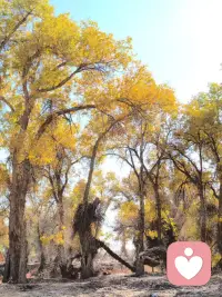 不要活得太明白了，做一个快乐的中年少女，中年是年龄， 少女是心态。希望你在烟熏火燎的生活中，依旧纯真浪漫 。当 我们看淡所有的人和事之后就会明白一个道理，惜我者我惜之， 嫌我者我弃之，爱我者，我必爱之。配图