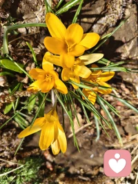 你看，花开得那么好
放慢脚步，认真生活，像花儿一样配图