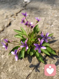 想盛开就一定会找到办法
你看那些盛开在石头缝里的小花🌸，
只要想开，也一样能拥有属于它的春天配图