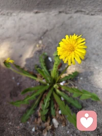 想盛开就一定会找到办法
你看那些盛开在石头缝里的小花🌸，
只要想开，也一样能拥有属于它的春天配图