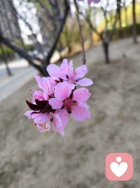 你看，花只开它的，蝴蝶🦋、蜜蜂🐝来不来那是它们的事儿