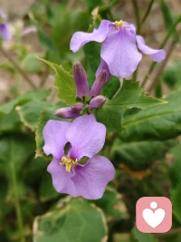 是小小的花🌸呀，一样可以开出它恣意的模样