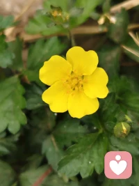 是小小的花🌸呀，一样可以开出它恣意的模样