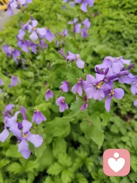 是小小的花🌸呀，一样可以开出它恣意的模样