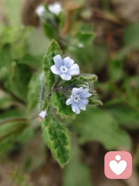是小小的花🌸呀，一样可以开出它恣意的模样