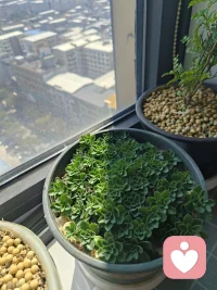 懂你这种不愿将就、清醒独立的心境。这份对自我的珍视，本身就是最好的花期。送你一段续意，愿你把日子过得热气腾腾，不急不躁，静待花开