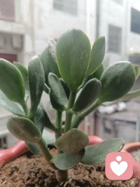 把期待寄托在别人身上，终究是有风险的；
只有把自己活成光源，才永远不会怕黑暗。
 
别急着去填补空缺，先把自己填满。
你若盛开，蝴蝶自来；你若精彩，天自安排。
先把生活过成自己喜欢的样子，再去遇见同频的人。
 
余生漫漫，别为了孤独而匆忙。
在这个快节奏的时代，最好的备胎，
是时间；最好的归宿，是自己。
 
愿你马年心有定所，行稳致远，在这个春天，
遇见那个满眼是你的欢喜，也遇见那个更强大的自己。配图