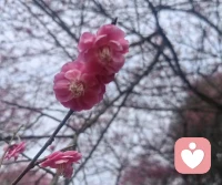 一路走来，不容易。时光不语，却回答了所有问题。
往后的日子，只愿自己活得丰盛而清醒。
凡事尽心，便是圆满；万事随缘，即是心安。配图