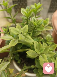 其实男人的爱，都带着一种不容侵犯的洁癖。
他可以不追问你的过去，不纠结你的曾经，
可一旦把你放在心上，就容不下半点敷衍、暧昧与背叛。
他要的从不是甜言蜜语，而是一颗干干净净、只属于他的真心。
圈子干净，心思干净，态度干净，忠诚更干净。
就像他可以接受用过的杯子，却绝不能忍受别人随意碰他珍视的那一杯。
偏爱是专属，忠诚是底线，男人的爱向来极端，
要么全心全意，要么归零转身。配图