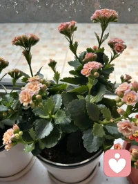 世界很吵，有我在，你就安心。
不用太懂事，在我面前，你可以永远做个小孩。配图