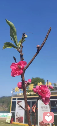 小时候总盼着长大，以为长大就能自由。
真的长大了才发现，原来最珍贵的，是回不去的从前。
我们学着独自扛事，学着把情绪藏起来，学着在深夜自愈，在清晨微笑。
生活没有变得容易，只是我们慢慢变得坚强。
愿你走过风雨，依然眼里有光，心中有暖。配图