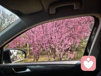 快节奏的日子里，我们习惯了追逐终点，却忽略了路边的花开与日落。其实，生活最好的状态不是狂奔，而是从容。试着在忙碌中抽片刻闲暇，给绿植浇水，听窗外的雨声，或者只是发发呆。你会发现，那些让你心安的瞬间，才是生命最扎实的底气。配图