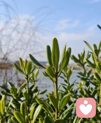 一段长久的关系，从来不是一个人拼命追赶，另一个人原地踏步。而是像两棵树，根在地下紧紧相连，枝干在风中各自舒展。好的感情，是你可以做自己，也能放心依靠对方；是争吵后依然愿意拥抱，疲惫时懂得给彼此留一盏灯。同频共振，方能步履一致。配图