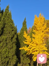 人到中年方知少壮不努力老大徒伤含义   活吧累  死又不甘心配图