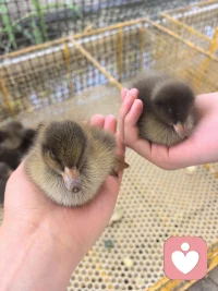 人生五章
 
作者：波歇·尼尔森
 
一
 
我走上街，
人行道上有一个深洞，
我掉了进去。
 
我迷失了……我绝望了。
这不是我的错，
费了好大的劲才爬出来。
 
二
 
我走上同一条街，
人行道上有一个深洞，
我假装没看到，
还是掉了进去。
 
我不能相信我居然会掉在同样的地方，
但这不是我的错，
还是花了很长的时间才爬出来。
 
三
 
我走上同一条街，
人行道上有一个深洞，
我看到它在那儿，
但还是掉了进去。
 
这是一种习气。
我的眼睛张开着，
我知道我在哪儿。
这是我的错，
我立刻爬了出来。
 
四
 
我走上同一条街，
人行道上有一个深洞，
我绕道而过。
 
五
 
我走上另一条街。配图