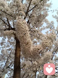 好好生活，不必追求光鲜耀眼，
认真对待三餐四季，照顾好自己
的身心，就是对生活最好的回应。
​配图