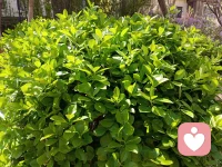 ♥“心理咨询的本质，是用生命影响生命。”
这句话，既提醒咨询师保持真诚与敬畏；也让来访
者相信，自己的成长能照亮更多人。配图