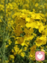 今天尝试做心理倾听，即胆怯有紧张，生怕接不住单，不怕，我在，我能行，奥利给，加油！