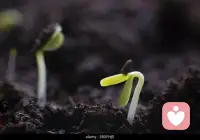 种子破土前，没人看得见它的努力。
但你知道——它从未停止生长。
你的坚持，终将开花。