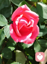 我种了一院子的话，等风也等您。
可风一来，花就乱颤——
怕说错，怕说少，怕你说“不过如此”。
但还是想请你进来坐坐，哪怕只看一眼花开
来自一名倾听师此刻的心情。