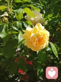 花还是那朵花，
人却不再是那个人。
曾经并肩看花的人，
如今散落天涯。
唯有春风年年如约，
吹过相似的枝头，
照见不同的我们。