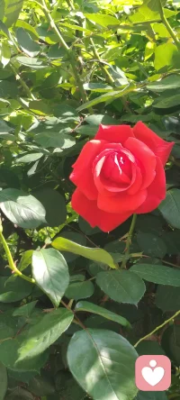 花还是那朵花，
人却不再是那个人。
曾经并肩看花的人，
如今散落天涯。
唯有春风年年如约，
吹过相似的枝头，
照见不同的我们。