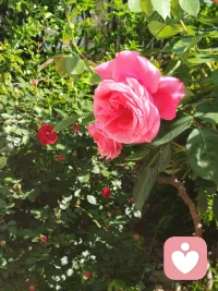 花还是那朵花，
人却不再是那个人。
曾经并肩看花的人，
如今散落天涯。
唯有春风年年如约，
吹过相似的枝头，
照见不同的我们。