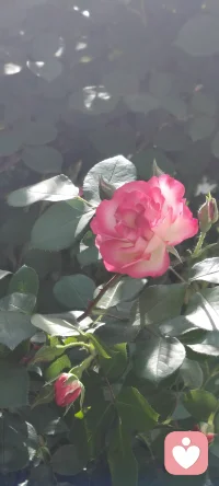 花还是那朵花，
人却不再是那个人。
曾经并肩看花的人，
如今散落天涯。
唯有春风年年如约，
吹过相似的枝头，
照见不同的我们。