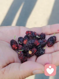  
🌿早晨和老公湖边跑步，偶遇一桑葚树，
熟透的桑椹紫得发亮，像小时候妈妈给我藏在手心的甜。
没说太多话，却把整个初夏的温柔都带回来了。
原来最好的礼物，不是花，是有人记得你爱吃这一口酸酸甜甜。
母亲节快乐❤️