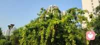 一树金黄缀夏初，
杏子压枝惹人顾。
酸甜藏在青黄里，
是回忆，也是“杏“福。