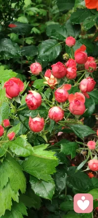 ❤️山河远阔，人间烟火，
❤️无一是你，无一不是你。
❤️爱不是轰轰烈烈的誓言，
❤️而是细水长流的陪伴。
❤️520，愿我们继续温柔相待。
你是我平凡日子里的光，
也是我心动的理由。